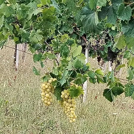 Bed & Breakfast Aurora