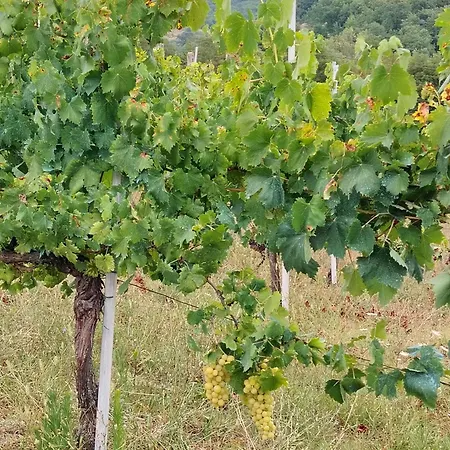 Aurora Bed & Breakfast 4*