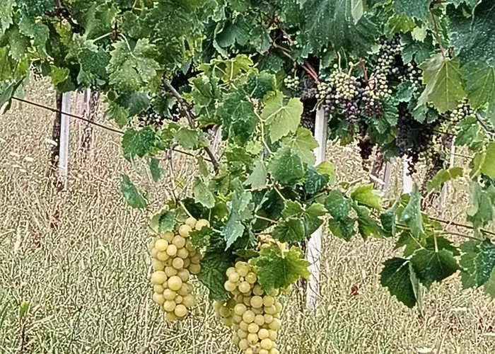 Alojamento de Acomodação e Pequeno-almoço Aurora