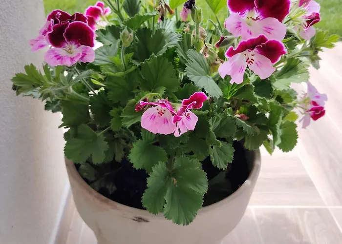 Bed & Breakfast Aurora